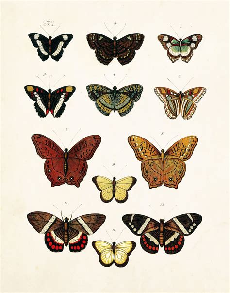 Vintage Butterfly Print Set No1 Vintage Butterfly Print Canvas Art