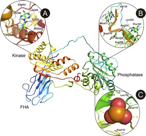 Structure Of Human PNKP Showing The Most Important Ligand Binding Sites