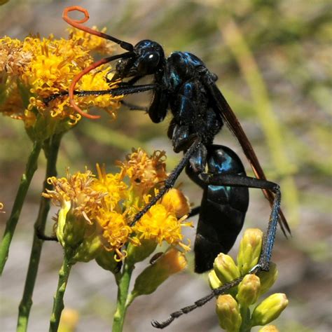 Tarantula Hawk Pepsis Mildei Pompilidae Hymenoptera  Flickr