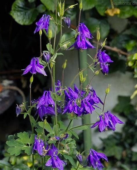 Wilde Akelei Aquilegia Vulgaris Ombra Herbaceous Perennials