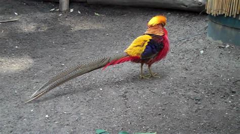 Golden Pheasant Goldfasan Chrysolophus Pictus YouTube