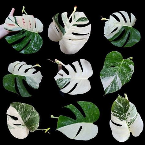 Monstera Albo Rare Highly Variegated Monstera Borsigiana Albo Us