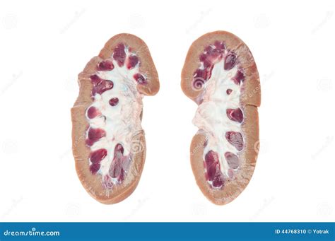 Pig Kidney Stock Photo Image Of Kitchen Physiology 44768310