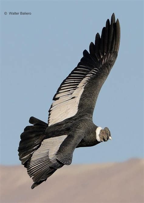 male condor Vultur gryphus como todos los buitres carroñero Cóndor