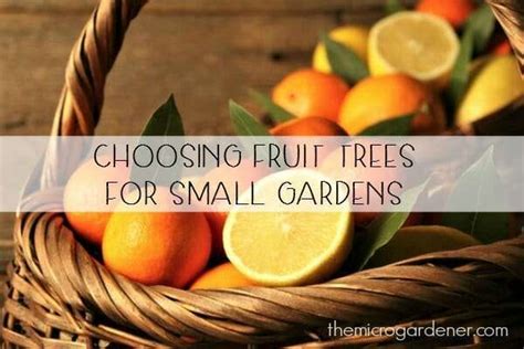 Choosing Fruit Trees For Small Gardens The Micro Gardener