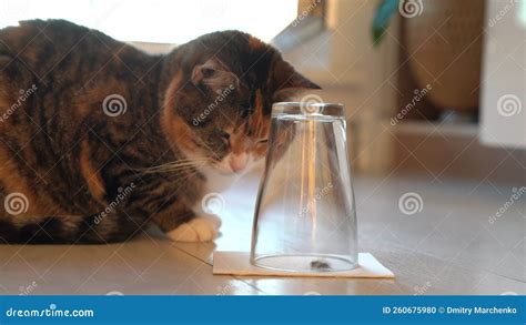 Curious Cat Carefully Watching A Caught Wasp Or Fly In An Inverted