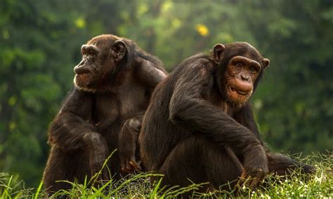 Bonobos and chimps equally love meat