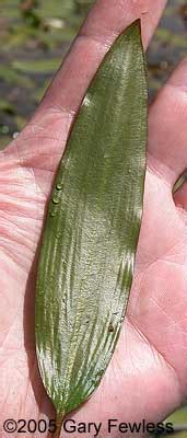 Wetland Plants Of Wisconsin Potamogeton Nodosus Long Leaved Pondweed