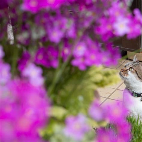 ずっと一緒｜保護犬・猫のフォトコンテスト