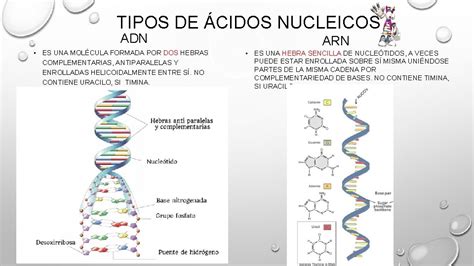 LOS CIDOS NUCLEICOS LAS INSTRUCCIONES DE LA VIDA