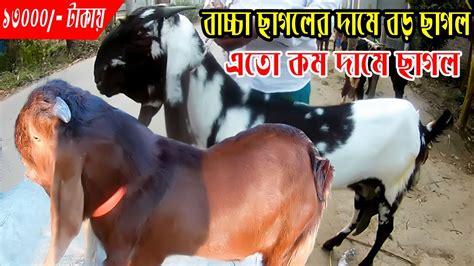 এতো কম দামে ছাগল আর কোথাও পাবেন না। উন্নত জাতের বড় ছাগল কিনুন কম দামে।বাচ্চা ছাগলের দামে বড়