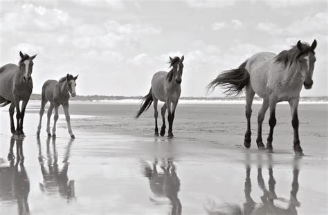 Wild Horses of Cumberland Island - South Magazine