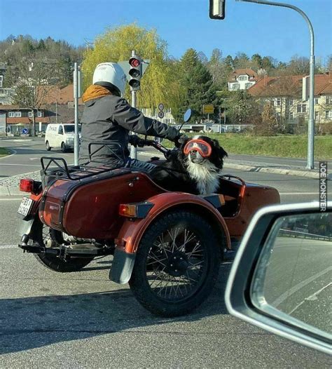 Na przejażdżce z pupilem Joe Monster