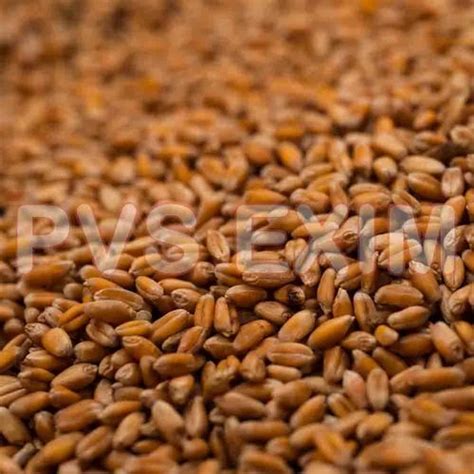 Hard Red Winter Wheat At Best Price In Nagercoil By Kanyakumari Product