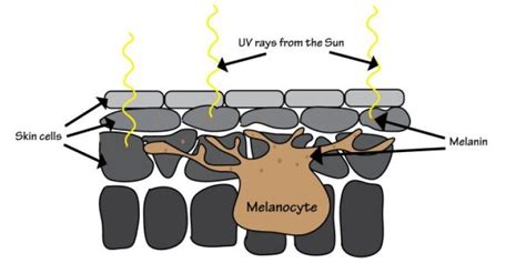 Melanocytes - Dr. How's Science Wows