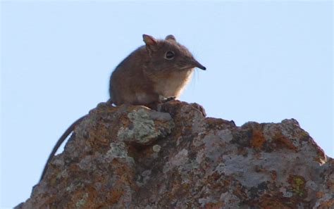 Elephant Shrew - Kurt Safari
