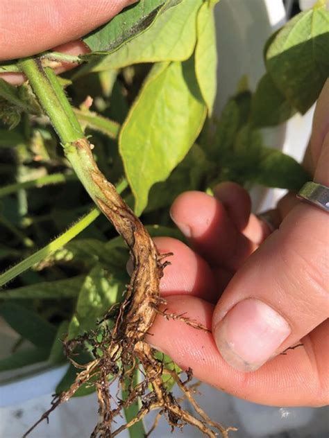 Forewarned Is Forearmed Soybean Cyst Nematode In Manitoba Top Crop Managertop Crop Manager