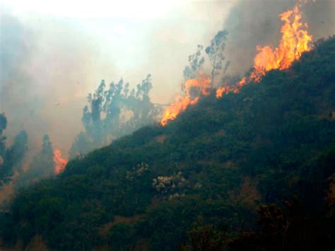 La Superficie Con Vegetaci N Natural Afectada Por Incendios Forestales