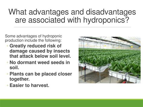 Ppt Understanding Hydroponics Systems Powerpoint Presentation Free