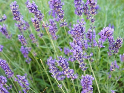 Lavandin Information - What Is Lavandin And What Is It Used For