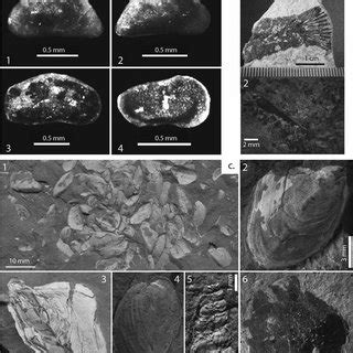 Characteristic fossils of the Trešnja section. a) Ostracod carapaces of ...