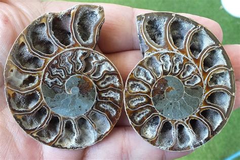 Ammonite Mollusque C Phalopode Fossile Grammes Ch Kaufen Auf