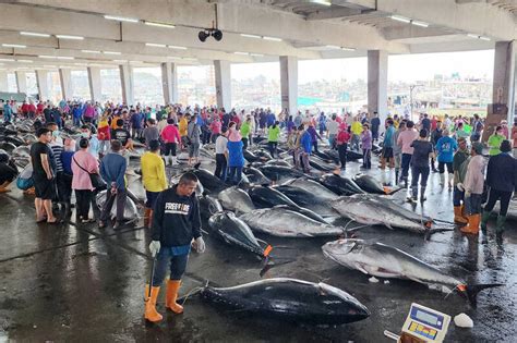 東港黑鮪魚單日成交411尾 創十年新高 生活 自由時報電子報