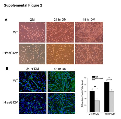 Fig S Primary Myoblast Cultures From Hras G V And Wt Mice A