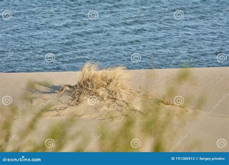 Desert Landscape Sand Sparse Vegetation Stock Image Image Of Dunes