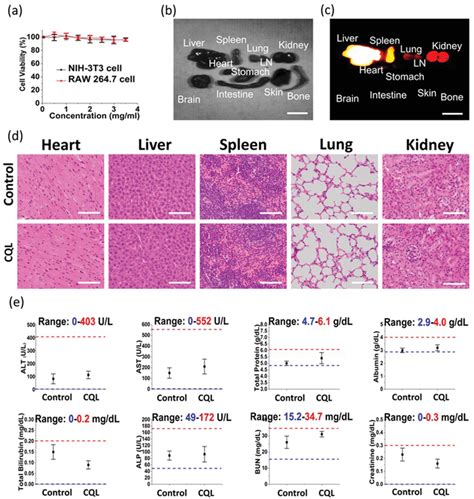 Toxicity And Biodistribution Assay A MTT Analysis Of CQL In NIH3T3