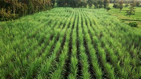 Aerial View Sugarcane Field From Drone Shot 11743237 Stock Video At