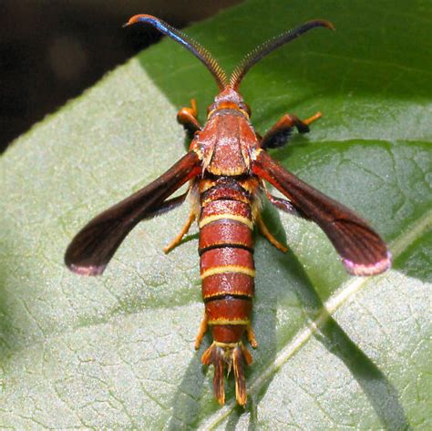 Grape Root Borer Moth 2530 Dorsal Vitacea Polistiformis