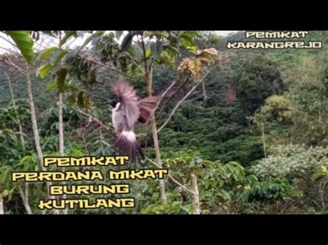 Pemikat Perdana Mikat Burung Kutilang Youtube