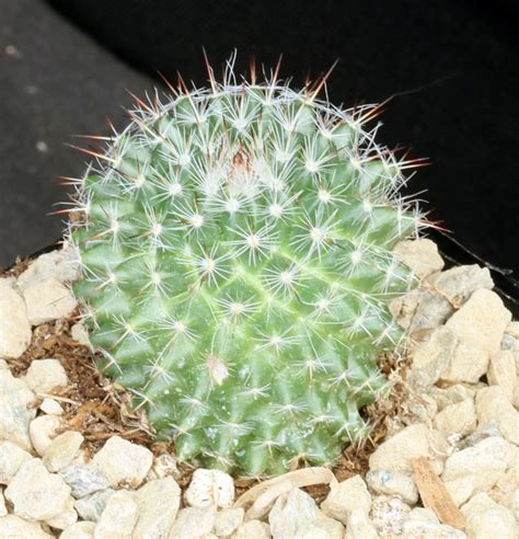 Mammillaria Hahniana 4 Inch Pots Arid Lands Greenhouses