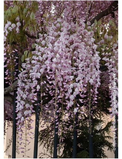 Topiaire Plante Taill E Wisteria Floribunda Rosea Glycine