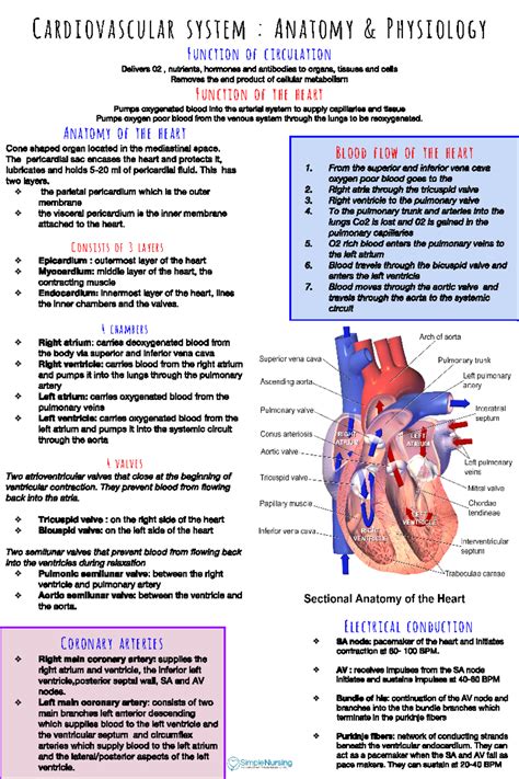 Cardiac Study Guide Course Cardiovascular System Anatomy