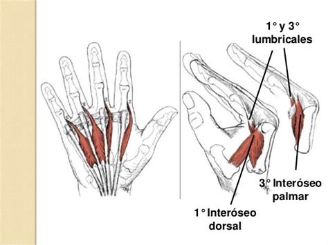 Clase Músculos De Mano