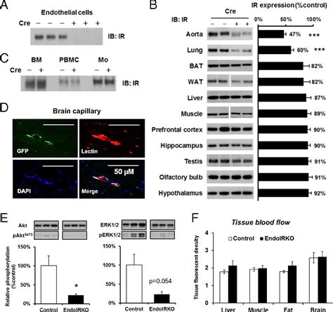 Endothelial Insulin Receptors Differentially Control Insulin Signaling