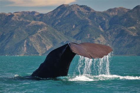 Best Time To Go Whale Watching In New Zealand