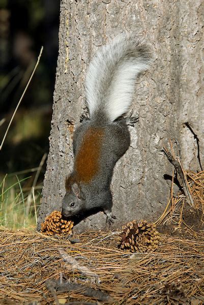 Kaibab Squirrel Sciurus Aberti Kaibabensis Or Tassel Eared Squirrel