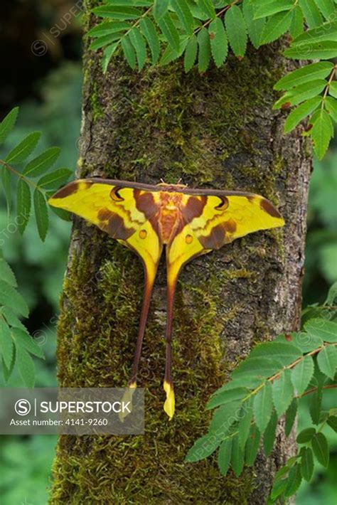 Malaysian Moon Moth Male Actias Maenas Distribution Malaysia China