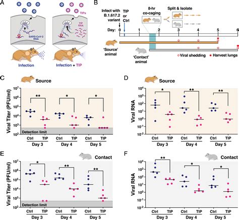single administration therapeutic interfering particle reduces sars
