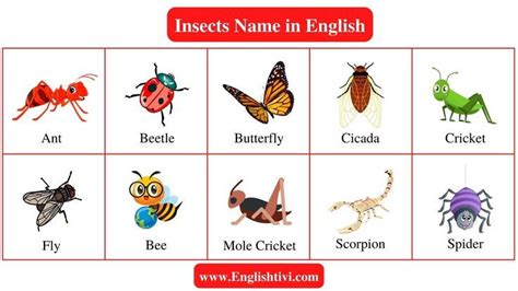 Insect Names List Of Insects Name In English With Pictures Artofit