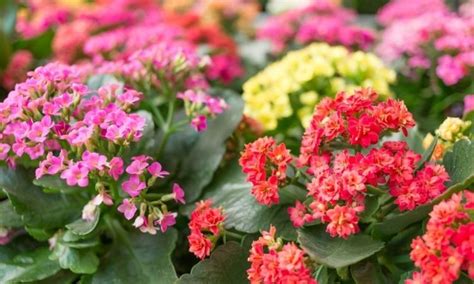 Kalanchoe Como Cultivar A Flor Da Fortuna Obsigen