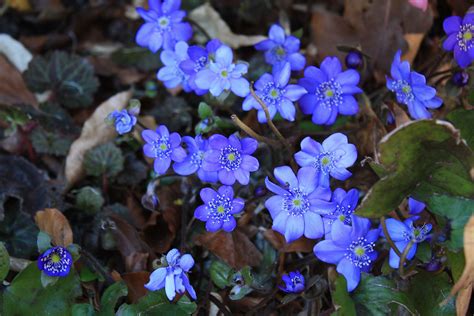 Sheffield Botanical Gardens – The Frustrated Gardener