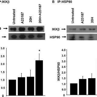 Effect Of Hsp Inhibitors On Hete Induced I B Phosphorylation A