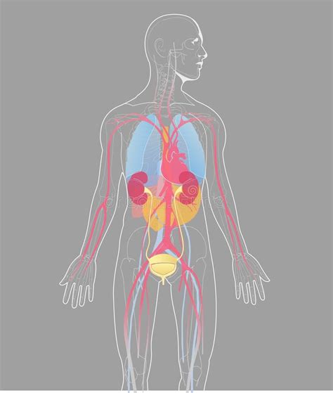 Vetor Humano Da Anatomia Dos órgãos Internos Da Ilustração Do Vetor No