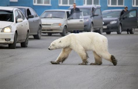 Visão Urso polar faminto encontrado a vaguear em cidade russa longe