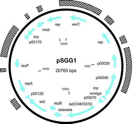 Complete Genome And Comparative Analysis Of Streptococcus Gallolyticus