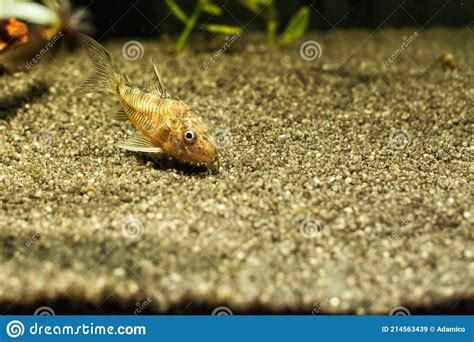 Corydoras En Acuario De Agua Dulce Con Verde Hermosa Planta Tropical